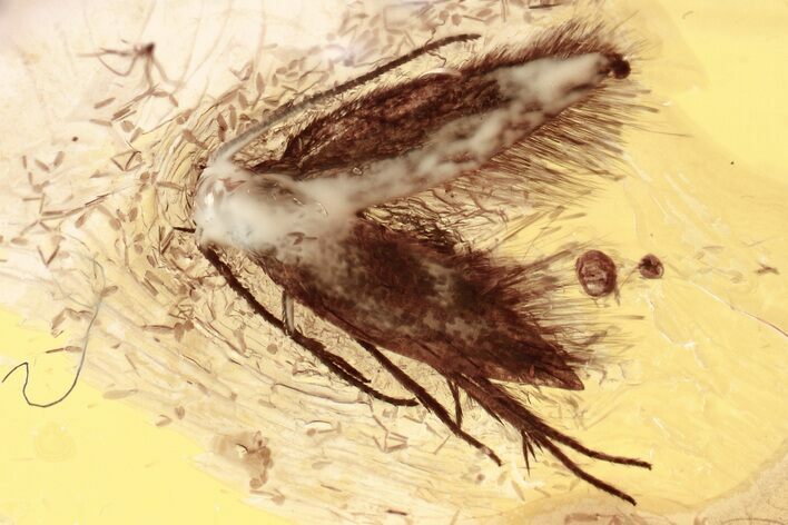 Detailed Fossil Moth (Lepidoptera) in Baltic Amber #357875